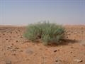 رمس